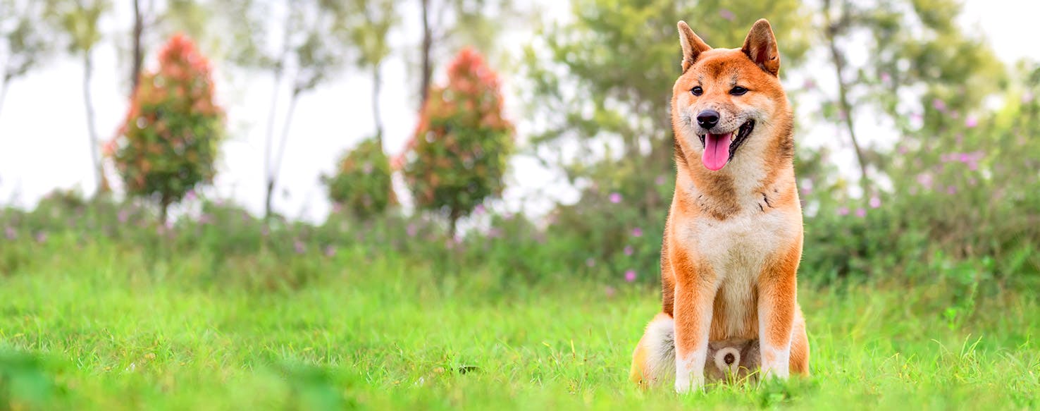 Poland Dog Names Popular Male and Female Names Wag!